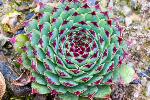 Sempervivum tectorum Stock Photos