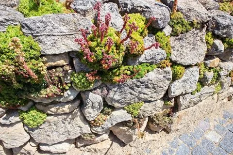 Sempervivum tectorum Stock Photos