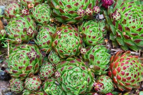 Sempervivum tectorum Stock Photos