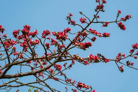 Semul or Silk Cotton tree Bombax ceiba flowers in full bloom in Maharashtra I Stock Photos