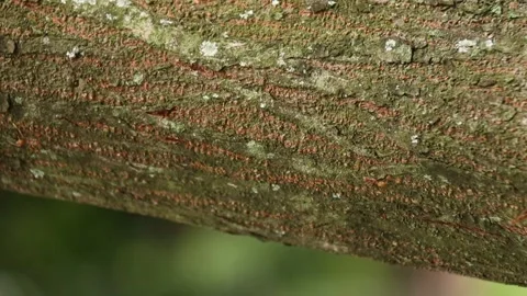 Semut 02 Stock Footage 274392727