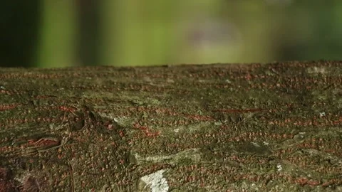 Semut 05 Stock Footage 274392809