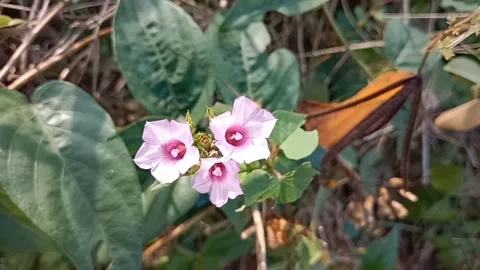 Semut Video stock 208885720