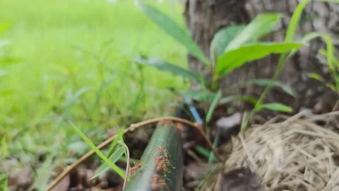 Semut Stock Footage 219481836