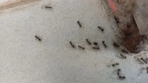 Semut hitam ( black ant ) Stock-Footage 240387955