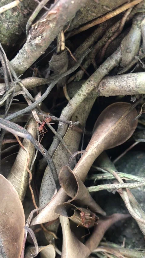 Semut Merah Stockbeeldmateriaal 232650022