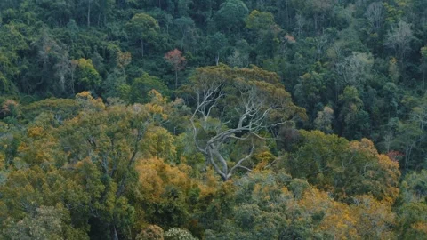 Sen Monorom trees forest at Mondulkiri, Cambodia Stock Footage 243100385