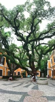 Senado Square Stock Photos