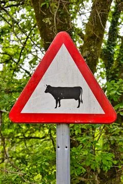 Señal en el bosque con pictograma de vaca. Indica la presencia de animales Stock Photos