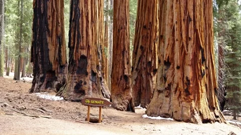 Senate group of giant sequoia trees in Sequoia National Park, California. Stock Footage 337115624