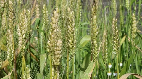 Senatore Cappelli Stock Footage 273123122