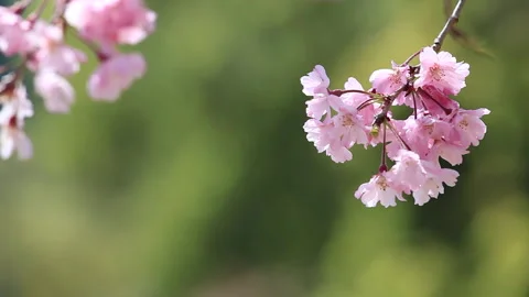 Sendai Hakutong Stock Footage 161835543