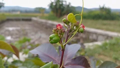Senduduk fruit plant changed blackish purple when ripe. Stock-Footage 331571747