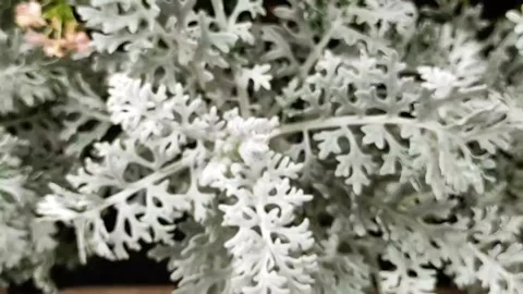 Senecio cineraria Stock Footage 274319457