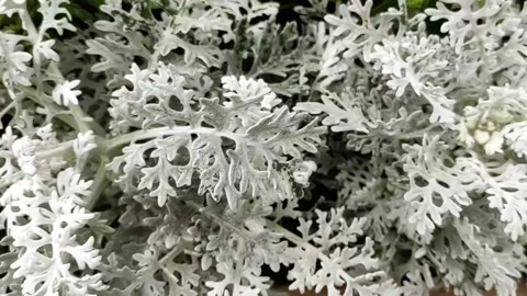 Senecio cineraria Stock Footage 274319460