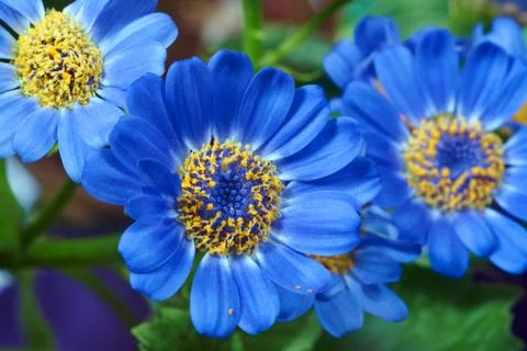 Senecio flowers . Stock Photos