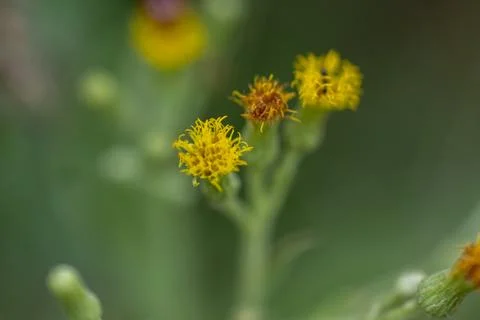 Senecio kleiniiformis 스톡 사진