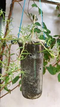 Senecio radicans. Stock Photos