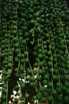 Senecio rowleyanus commonly known as string of pearls a succulent plant Stock Photos