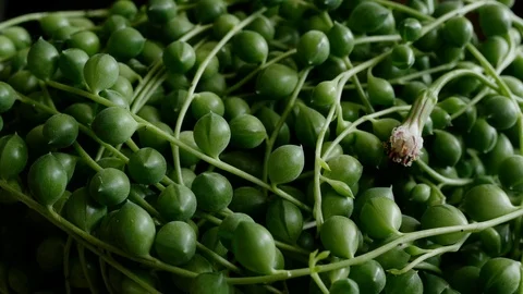Senecio rowleyanus with flower, known as string of pearls or string of beads Stock Footage 115158641