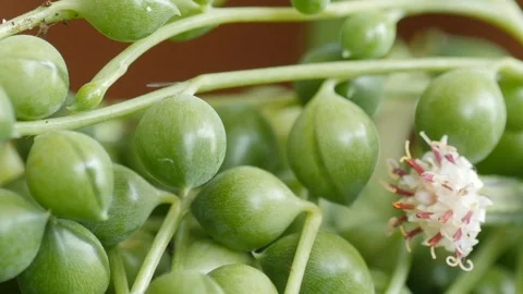 Senecio rowleyanus with flower, known as string of pearls or string of beads Stock Footage 115158664