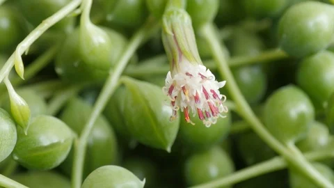 Senecio rowleyanus with flower, known as string of pearls or string of beads Stock Footage 115158708
