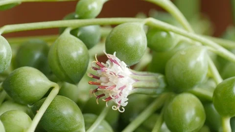 Senecio rowleyanus with flower, known as string of pearls or string of beads Stock Footage 115158716