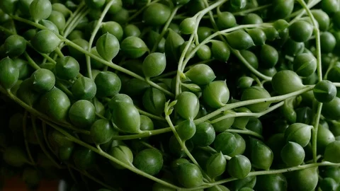 Senecio rowleyanus with flower, known as string of pearls or string of beads Stock Footage 115158900