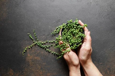 Senecio Rowleyanus or String of Pearls Plant Stock Photos
