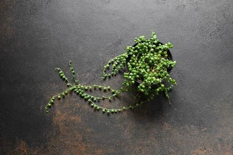 Senecio Rowleyanus or String of Pearls Plant Stock Photos
