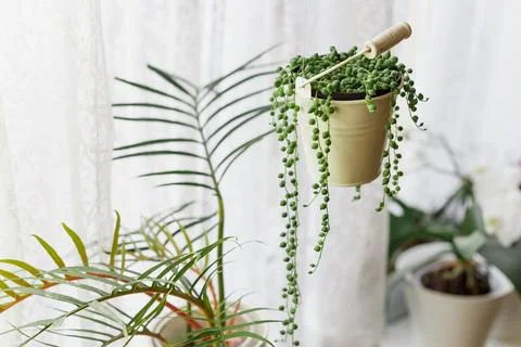 Senecio Rowleyanus Plant in a White Hanging Pot Stock Photos