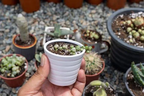 Senecio rowleyanus variegated string of pearl in a white tiny pot Stock Photos