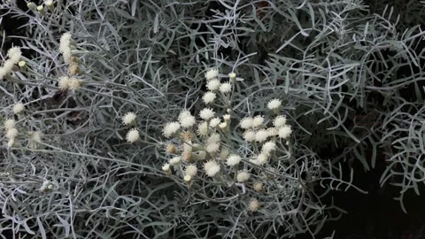 Senecio vira vira Stock Footage 275620104