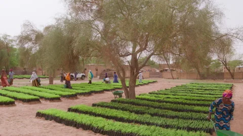 SENEGAL – 2018/07/17: People Working In Tree Nursery Stock Footage 322536757