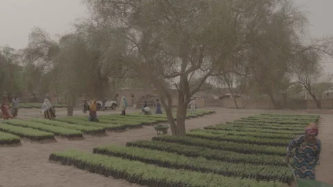 	SENEGAL – 2018/07/17: People Working In Tree Nursery Video stock 322545987