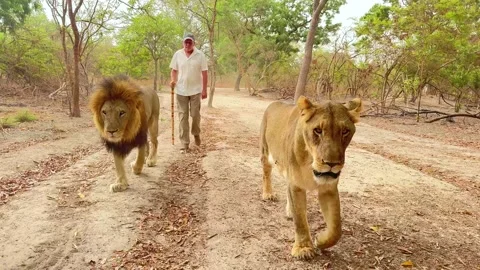 SENEGAL - 7.31.2025 - A man walks down a path with a lion and lioness in Video stock 316090864