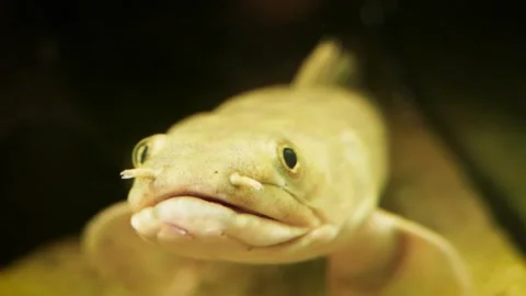 Senegal bichir (Polypterus senegalus) Stock-Footage 176349332