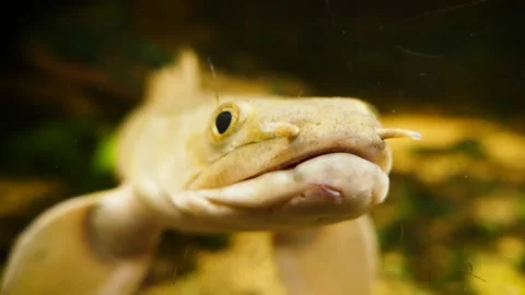 Senegal bichir (Polypterus senegalus) Video stock 176349772