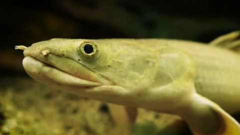 Senegal bichir (Polypterus senegalus) Видео 181664958