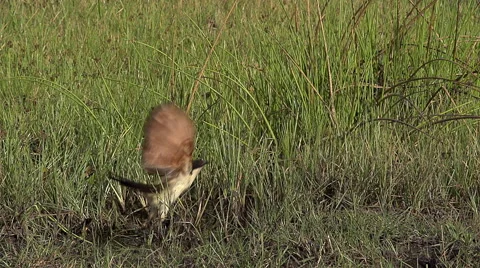 Senegal Coucal, centropus senegalensis, Adult taking off, in Flight, Moremi Stock Footage