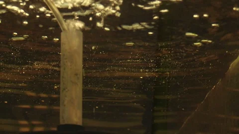 Senegal gray bichir Polypterus senegalus or dinosaur eel in aquarium oxygenated Stock Footage 99114879