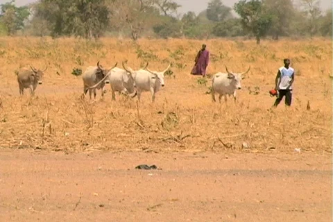 Senegal Herders Stock Footage