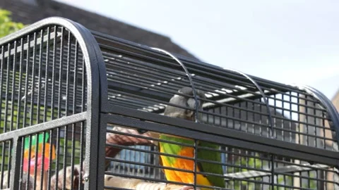 Senegal parrot in a cage outside getting some fresh air Stock Footage 155673813