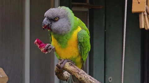 A senegal parrot eating  Stock Footage 259475693