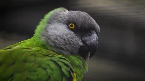 A senegal parrot head Stock Footage 258074222