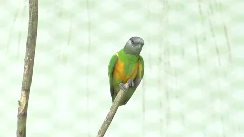 Senegal Parrot inside a cage, perching on a branch Stock Footage 139568308