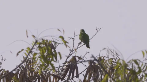 Senegal parrot perched on a tree branch with lush green leaves in its natural 스톡 동영상 311113276