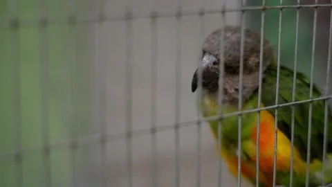 Senegal parrot perching behind cage bars Видео 336319132