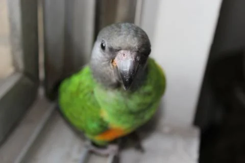 Senegal Parrot Stock Photos
