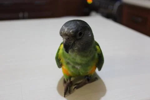 Senegal Parrot Stock Photos